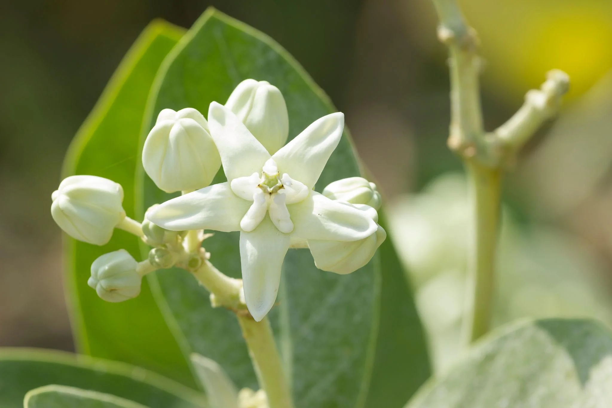 White Eruku Plant